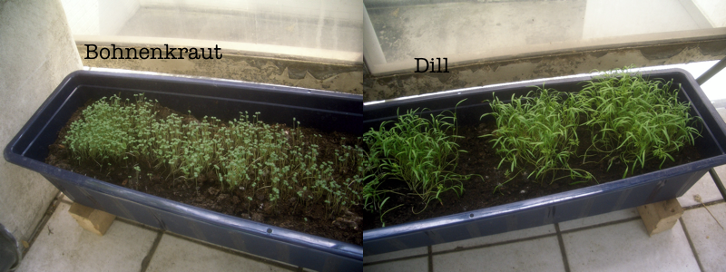 Bohnenkraut-dill-bombing-experiment.png